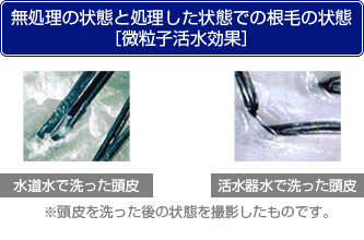 無処理の状態と処理した状態での根毛の状態［微粒子活水効果］