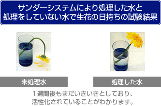 サンダーシステムにより処理した水と処理をしていない水で生花の日持ちの試験結果